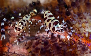 Raja Ampat 2019 - DSC08054_rc- Colemen shrimp - Crevette de Coleman - Periclimenes colemani